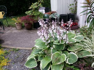 Hosta