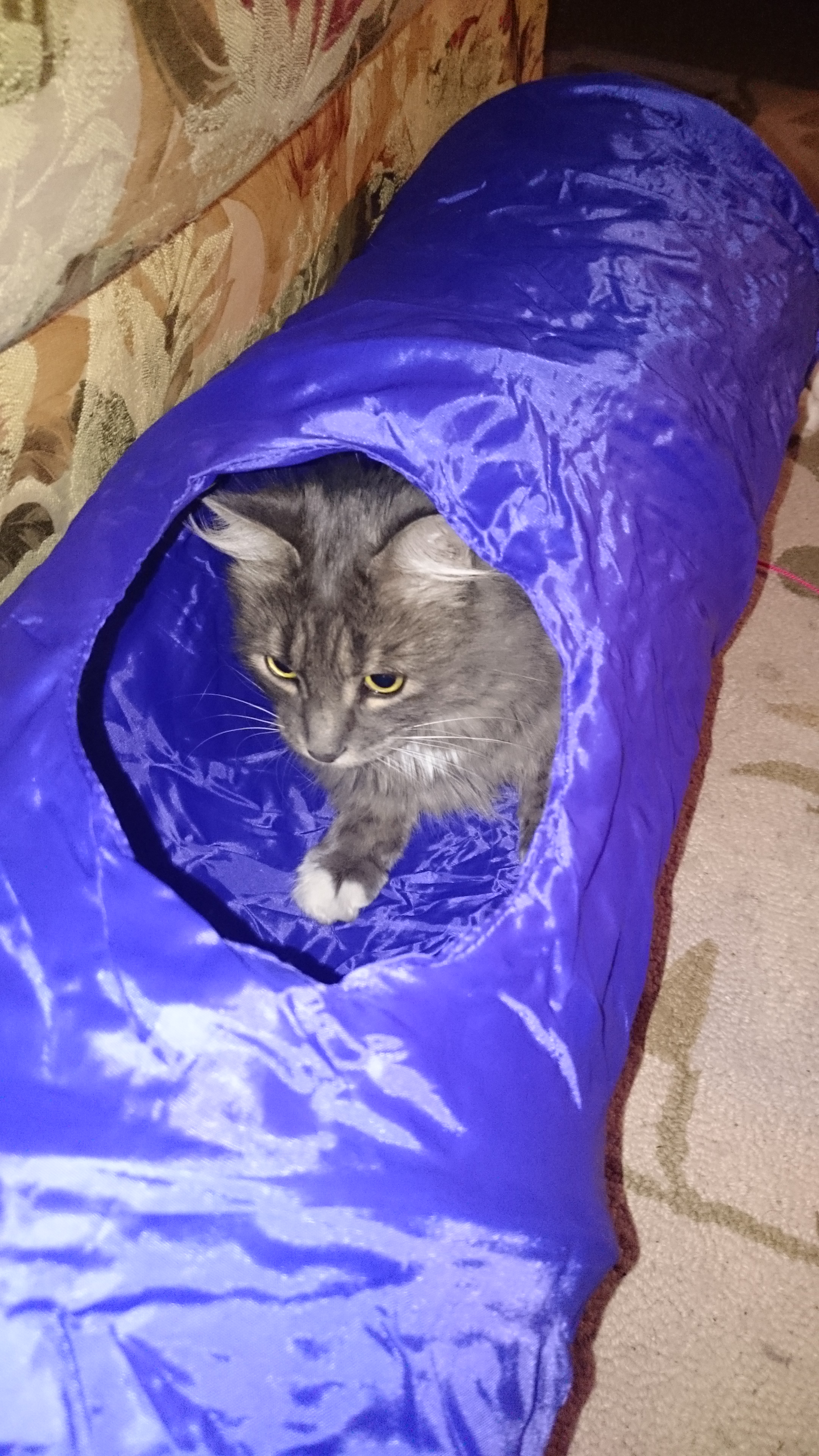 pic by Renee Lindstrom