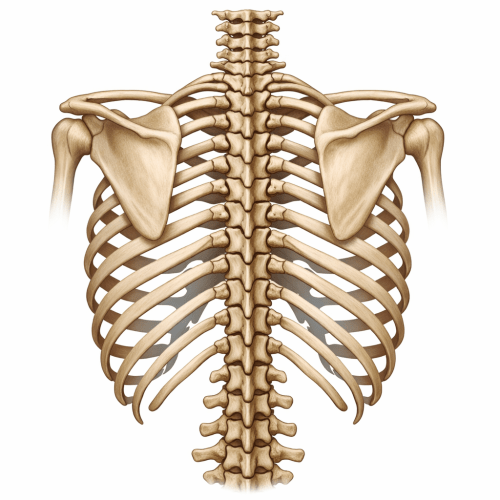 Posterior view of thoracic vertebrae with ribs and scapulae