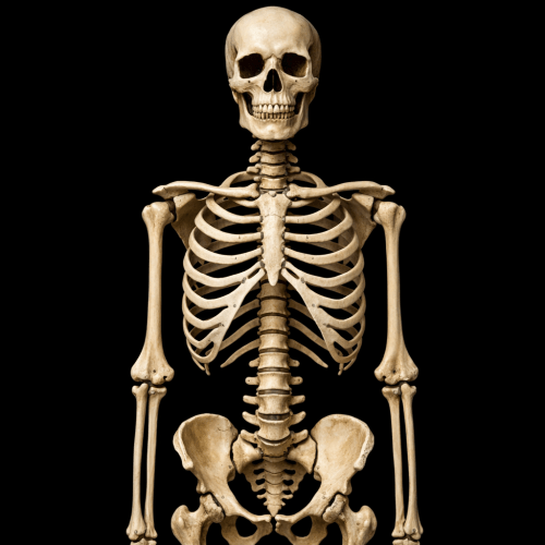 Human skeleton front view showing skull, rib cage, spine, arms, and pelvis bones